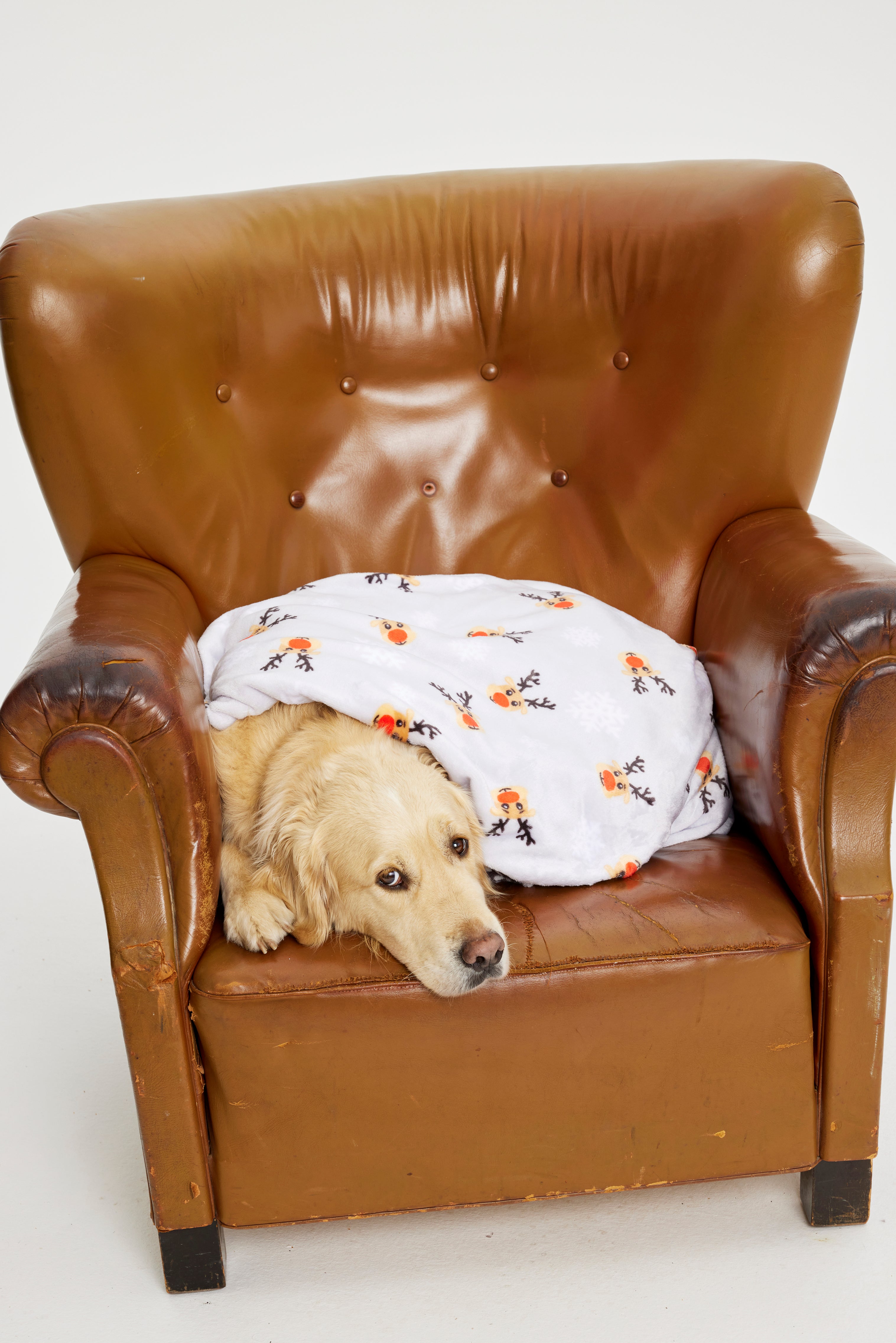 En hund med et juleteppe over seg.